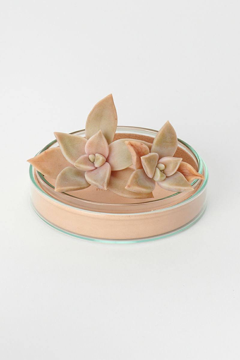 Hender Scheme(エンダースキーマ)サイエンスベース science vase 化瓶 ペトリディッシュ シャーレ petri dish L sv-pd-90 -3