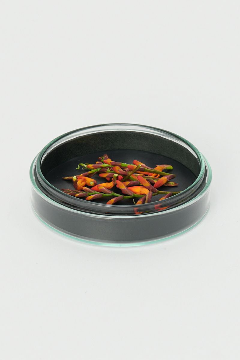 Hender Scheme(エンダースキーマ)サイエンスベース science vase 化瓶 ペトリディッシュ シャーレ petri dish L sv-pd-90 -11