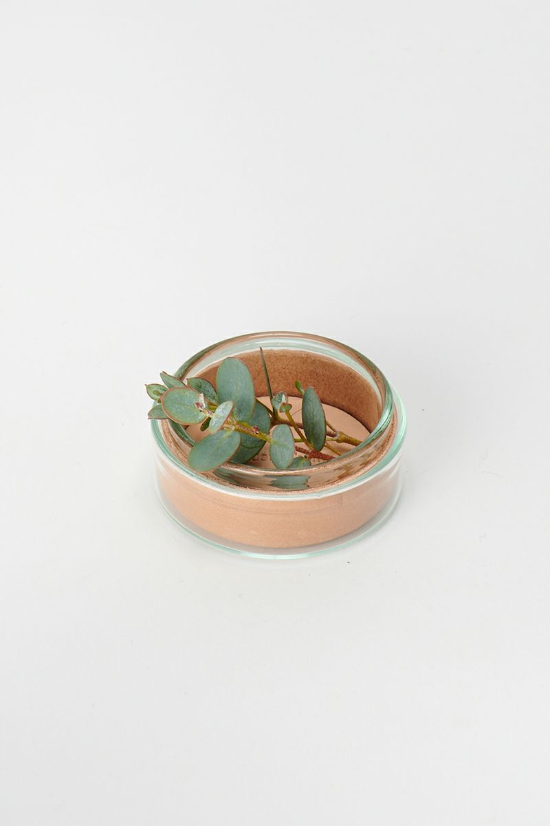 Hender Scheme(エンダースキーマ)サイエンスベース science vase 化瓶 ペトリディッシュ シャーレ petri dish S sv-pd-45 -2