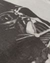 BOWWOW(バウワウ)DARTH VADER / SWEATSHIRTS LIMITED EDITION スターウォーズ BW242-DVSS -5